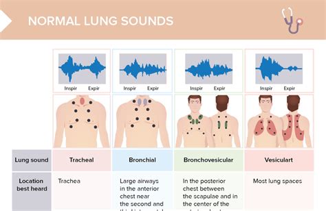 vesicular breathing sounds probably result from ________.|Exercise 37 Flashcards .